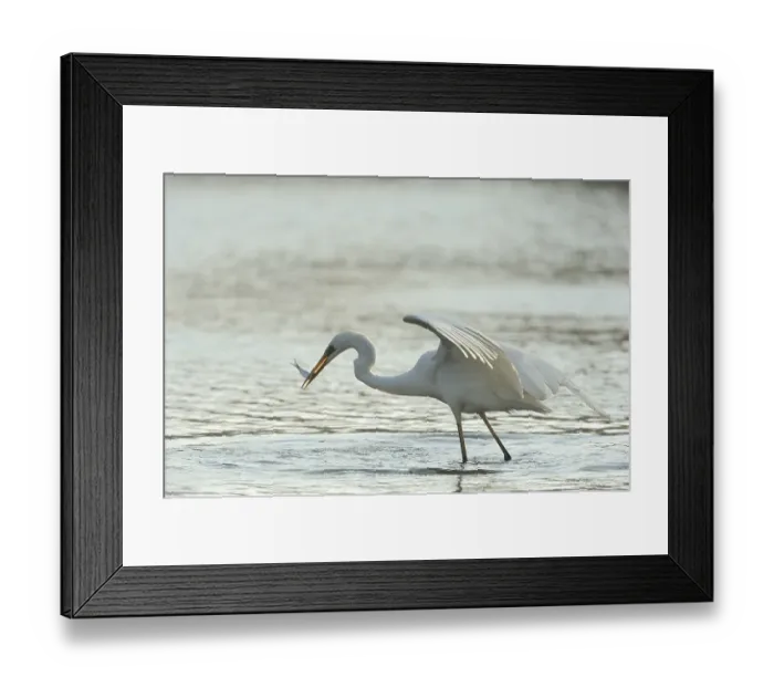 Framed Print : Great Egret (Casmerodius albus)