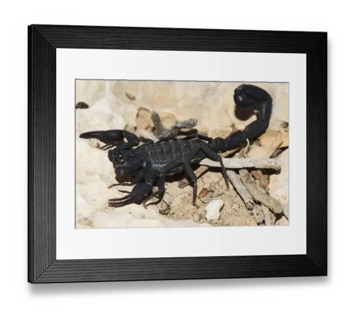 Framed Print : Madagascar Scorpio (Grosphus grandidieri) Framed Print : Madagascar Scorpio (Grosphus grandidieri)