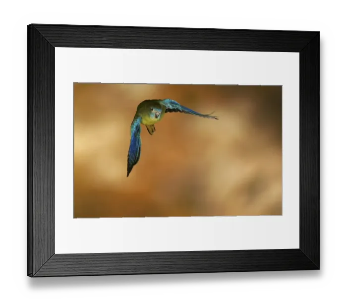 Framed Print : Turquoise Parrot (Neophema pulchella) in flight