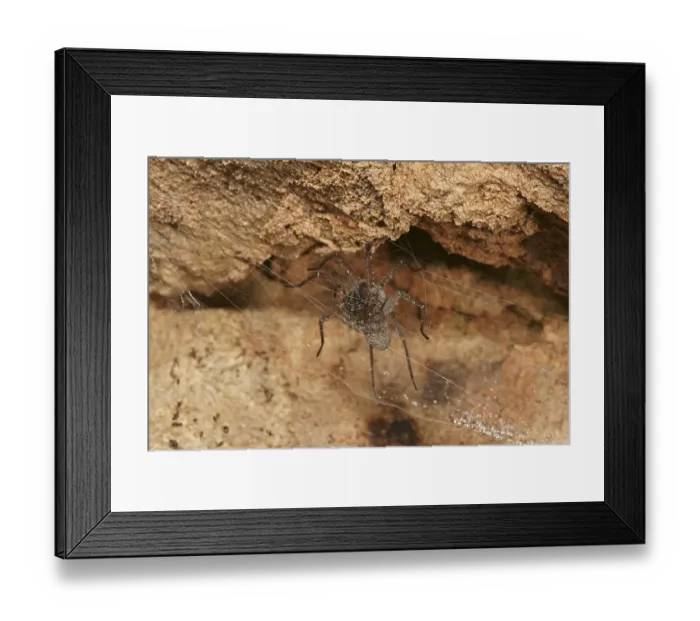 Framed Print : Funnel-web Spider (Tegenaria spec) Framed Print : Funnel-web Spider (Tegenaria spec)