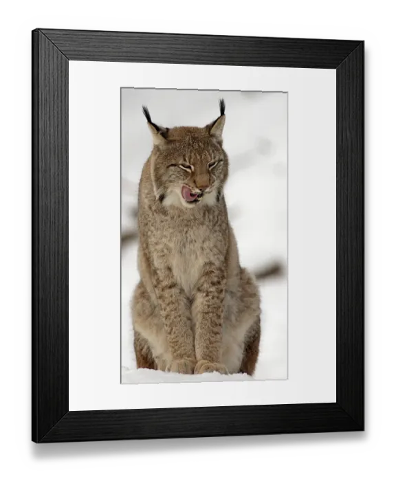 Framed Print : Eurasian Lynx (Lynx lynx) in captivity