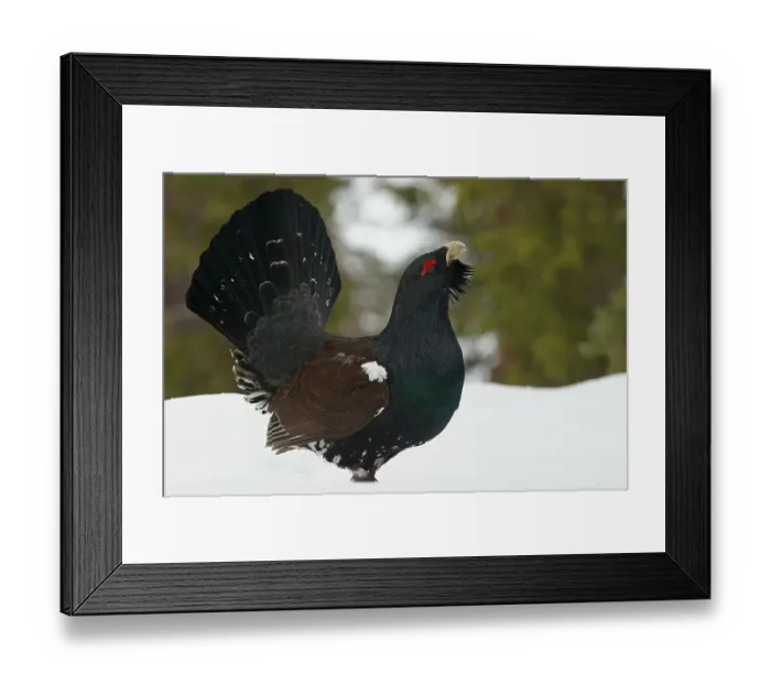 Framed Print : Western Capercaillie (Tetrao urogallus) Framed Print : Western Capercaillie (Tetrao urogallus)