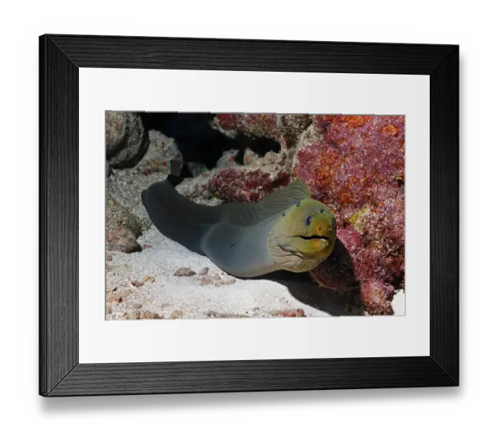 Framed Print : Green Moray (Gymnothorax funebris)