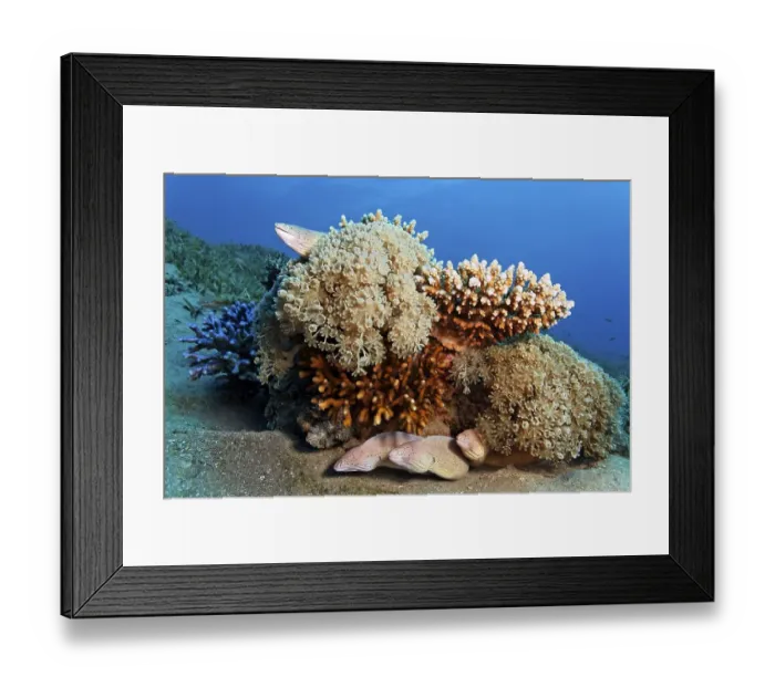Framed Print : Four Peppered Morays (Siderea grisea) on patch reef