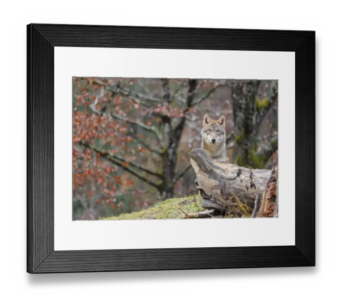 Framed Print : An adult female grey wolf (Canis lupus lupus)