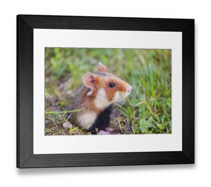 Framed Print : A European hamster (Cricetus cricetus)