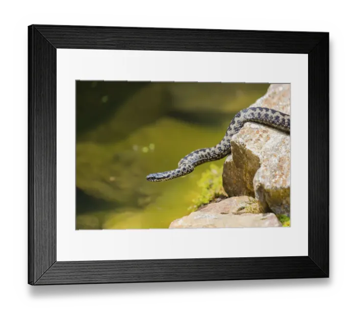 Framed Print : One Vipera berus, the common European adder or common European viper