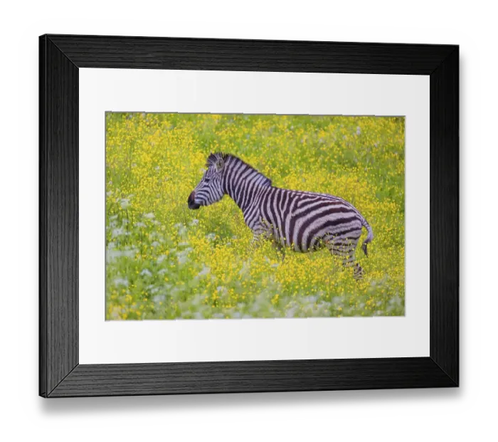 Framed Print : Chapman's zebra (Equus quagga chapmani) grazing on a yellow flowering meadowChapman's zebra (Equus quagga chapmani) Framed Print : Chapman's zebra (Equus quagga chapmani) grazing on a yellow flowering meadowChapman's zebra (Equus quagga chapmani)