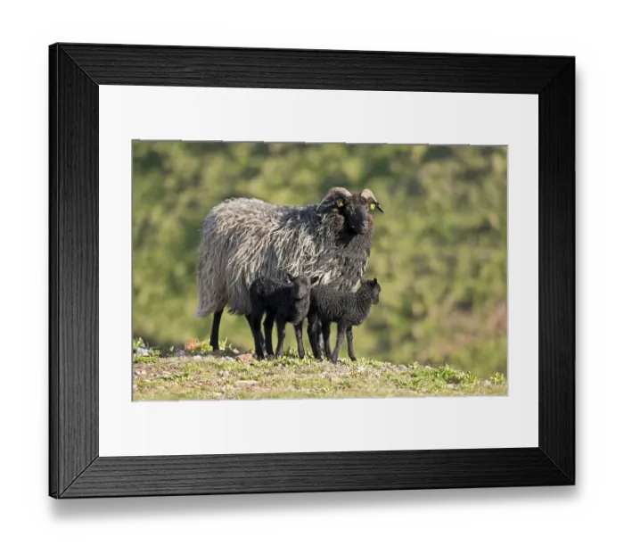 Framed Print : Heidschnucke, moorland sheep (Ovis ammon f)