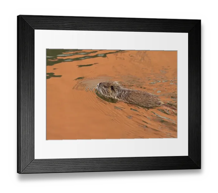 Framed Print : Nutria (Myocastor coypus) young animal swimming