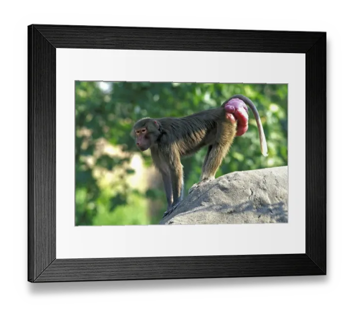 Framed Print : Hamadryas baboon (Papio hamadryas) Framed Print : Hamadryas baboon (Papio hamadryas)