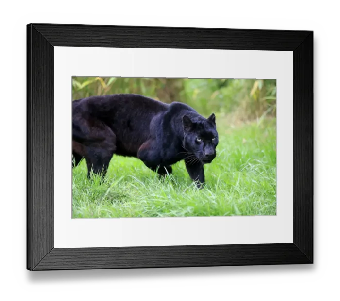 Framed Print : Leopard (Panthera pardus), black panther, Africa Framed Print : Leopard (Panthera pardus), black panther, Africa