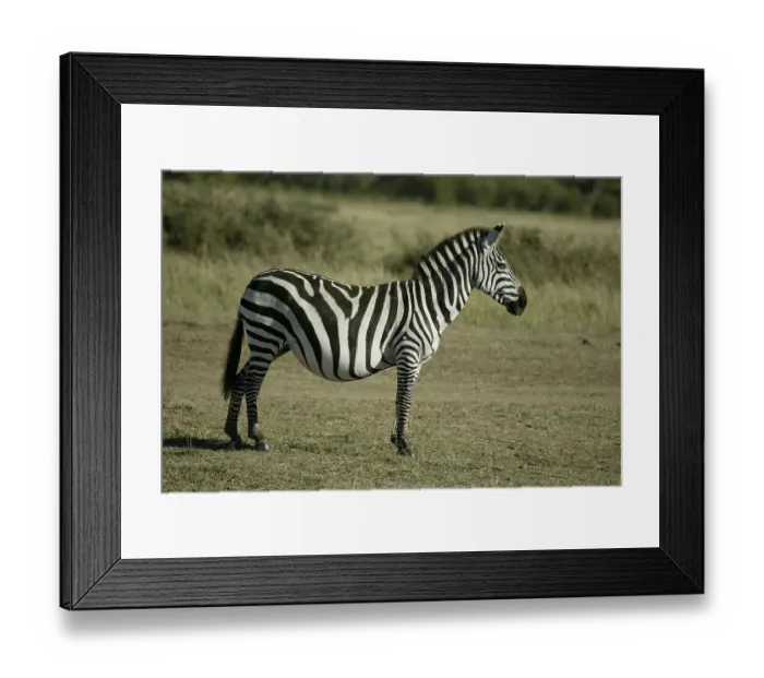 Framed Print : Grant's Zebra (Equus quagga boehmi)