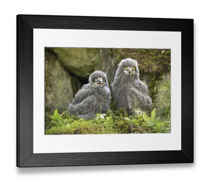 Framed Print : Snowy Owls (Nyctea scandiaca), two fledglings calling