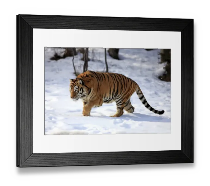 Framed Print : Siberian Tiger (Panthera tigris altaica) Framed Print : Siberian Tiger (Panthera tigris altaica)
