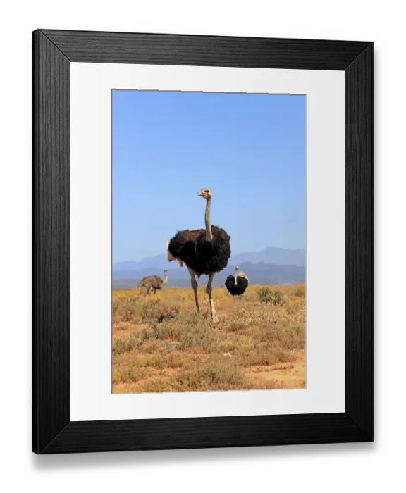 Framed Print : South African Ostrichs (Struthio camelus australis)
