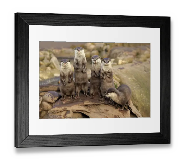 Framed Print : Oriental small-clawed otters or Asian small-clawed otters (Amblonyx cinerea)