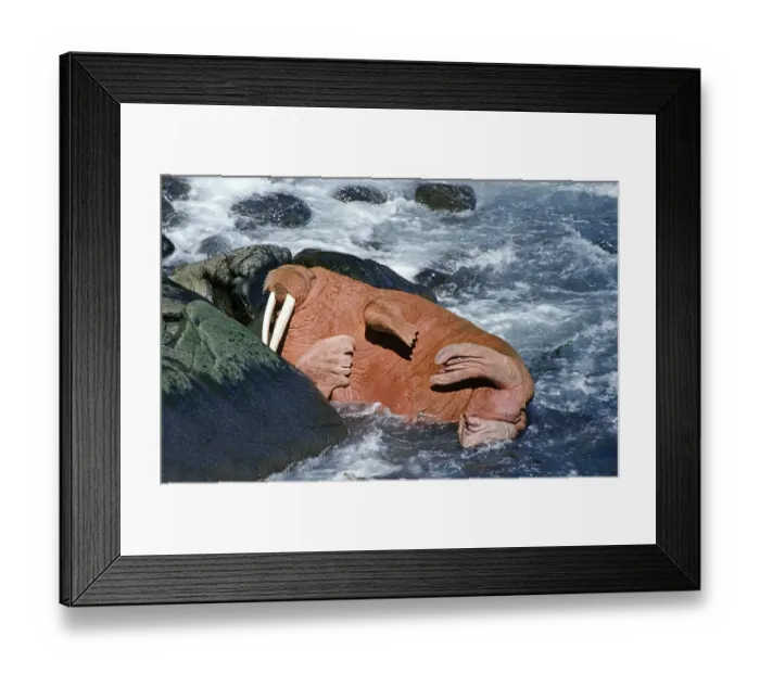 Framed Print : Pacific walrus (Odobenus rosmarus divergens)