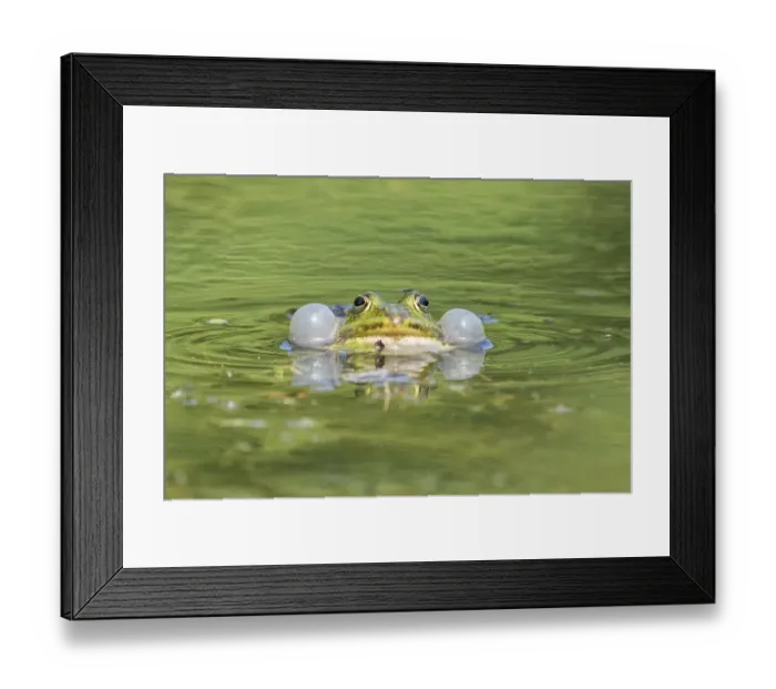 Framed Print : Green frog (Rana esculenta) calling with sound bubbles in the water Framed Print : Green frog (Rana esculenta) calling with sound bubbles in the water
