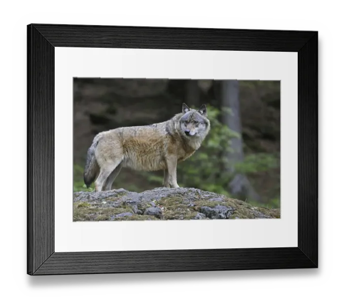 Framed Print : European Grey Wolf (Canis lupus) scanning woodland from rock