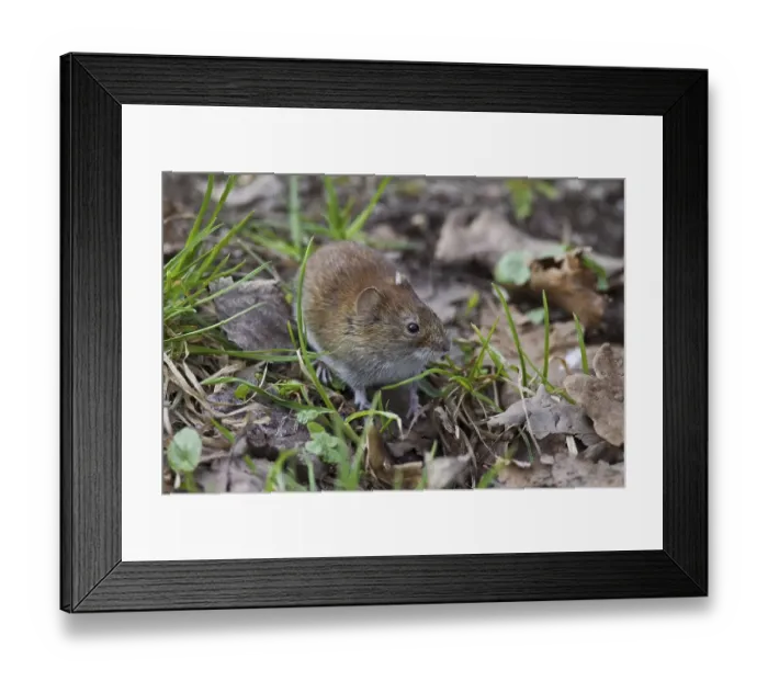 Framed Print : Bank vole (Clethrionomys glareolus) Germany