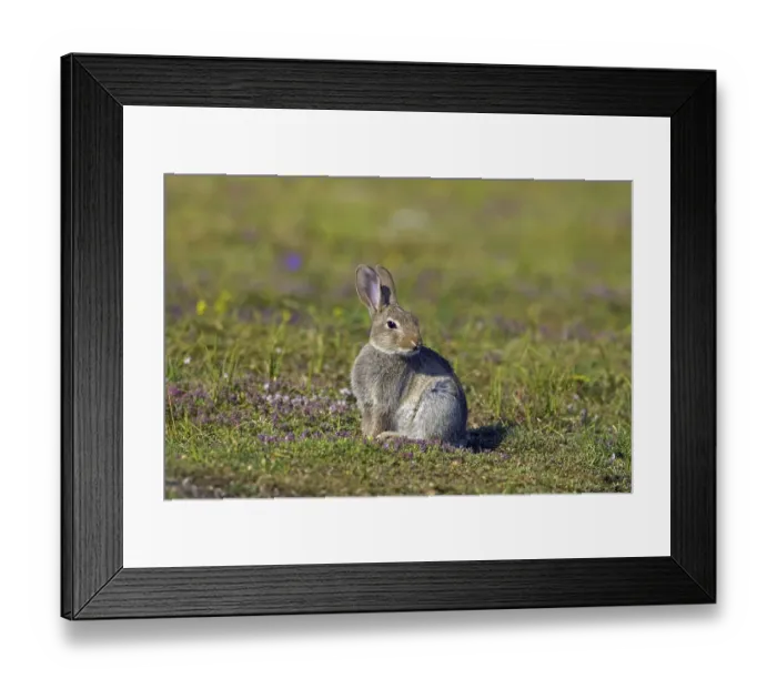 Framed Print : Young European rabbit (Oryctolagus cuniculus)