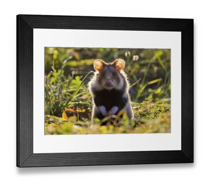 Framed Print : Alert European hamster, Eurasian hamster Framed Print : Alert European hamster, Eurasian hamster
