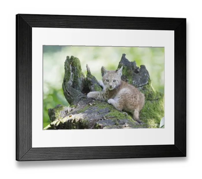 Framed Print : Eurasian Lynx (Lynx lynx), cub lying on an old tree trunk Framed Print : Eurasian Lynx (Lynx lynx), cub lying on an old tree trunk