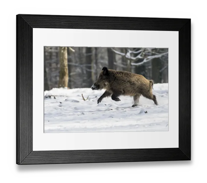 Framed Print : Wild boar (Sus scrofa), tusker runs in the snow