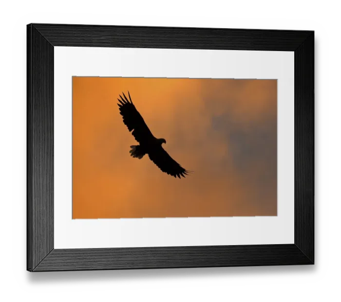 Framed Print : White-tailed eagle (haliaetus albicilla) in flight