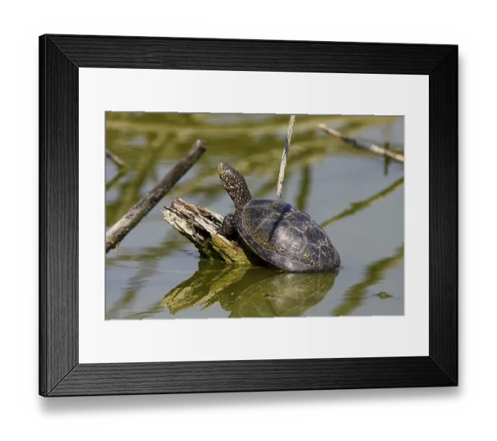 Framed Print : European Pond Terrapin (Emys orbicularis) Framed Print : European Pond Terrapin (Emys orbicularis)