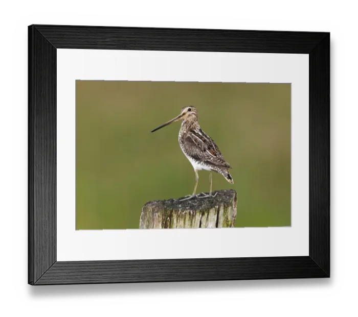 Framed Print : Common Snipe (Gallinago gallinago) standing on a pole