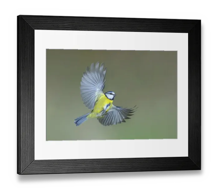 Framed Print : Blue tit (Parus caeruleus) in flight