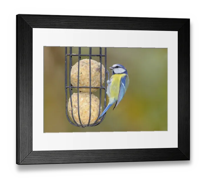 Framed Print : Blue tit (Cyanistes caeruleus) wildlife