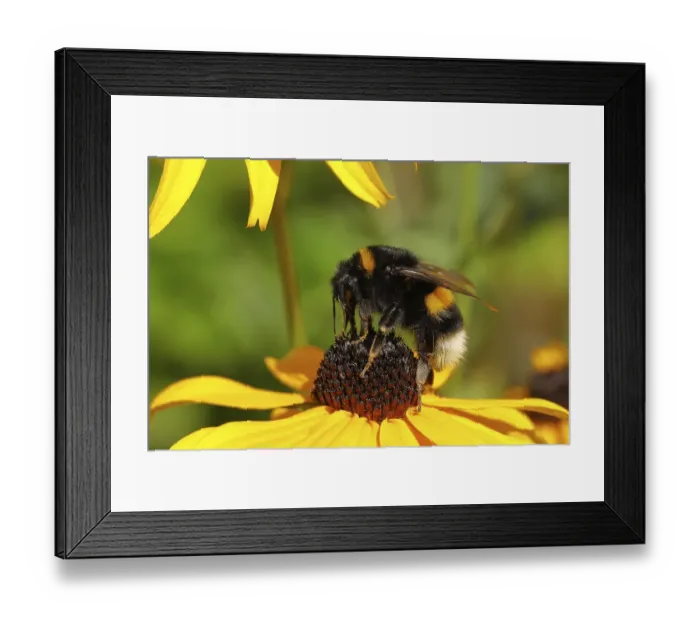 Framed Print : Large earth bumblebee (Bombus terrestris)