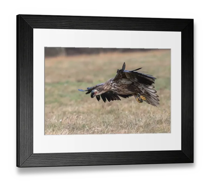 Framed Print : White-tailed eagle (Haliaeetus albicilla) in flight