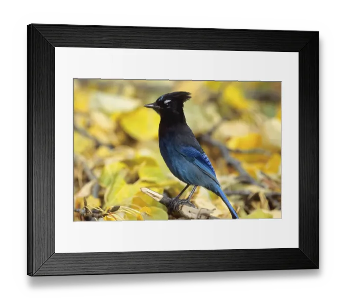 Framed Print : Steller's Jay (Cyanocitta stelleri)