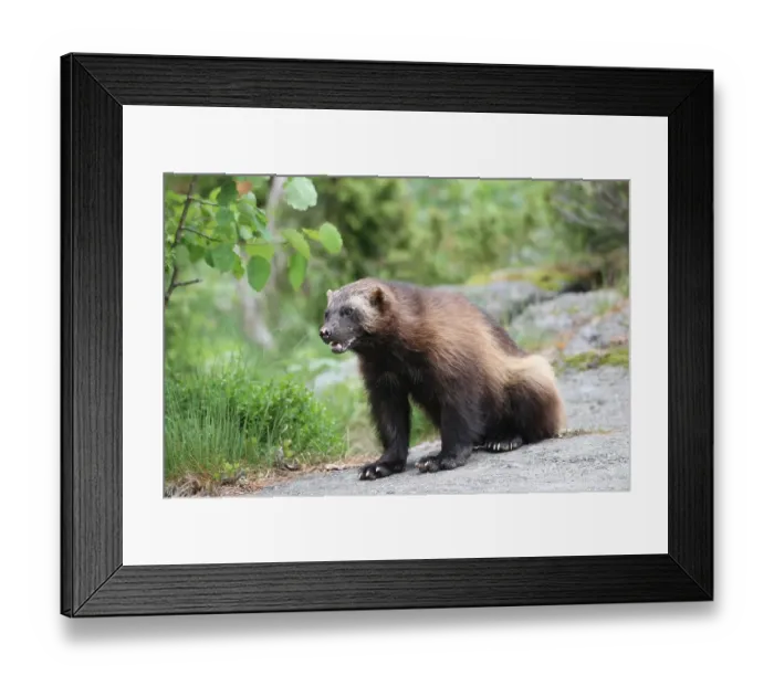 Framed Print : Wolverine or Glutton (Gulo gulo), Sweden, Europe