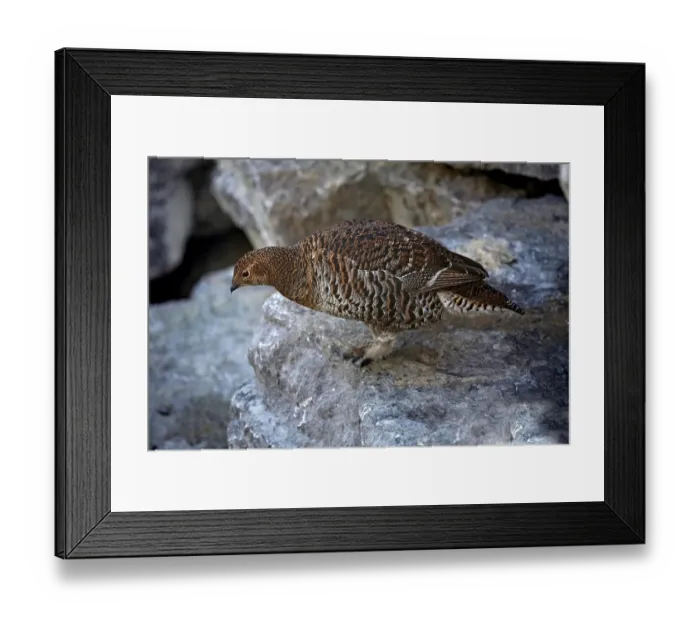 Framed Print : Black Grouse (Tetrao tetrix), hen