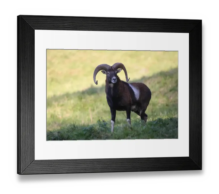 Framed Print : Mouflon (Ovis orientalis musimon)