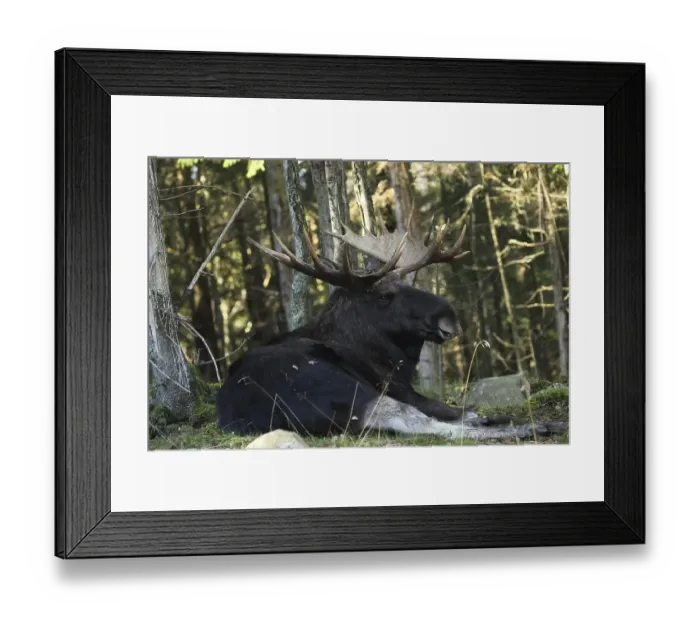 Framed Print : Elk (Alces alces) Bull, resting during the rut Framed Print : Elk (Alces alces) Bull, resting during the rut