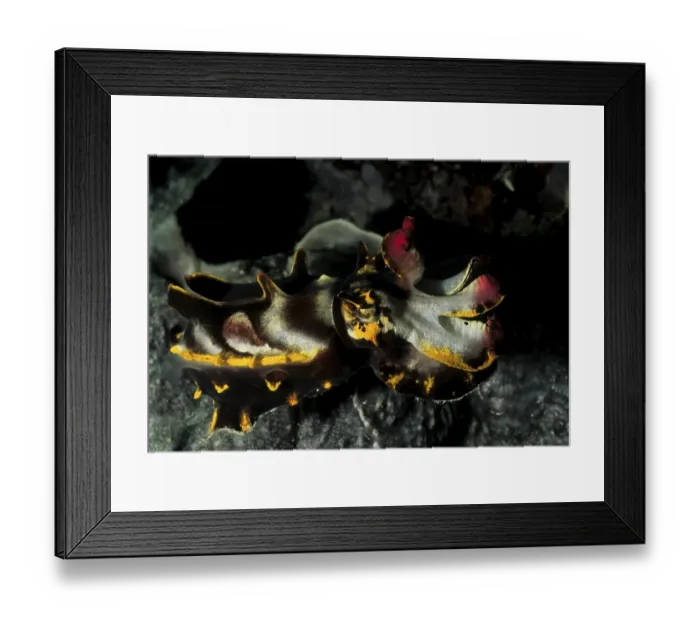 Framed Print : Flamboyant cuttlefish (Metasepia pfefferi) Framed Print : Flamboyant cuttlefish (Metasepia pfefferi)