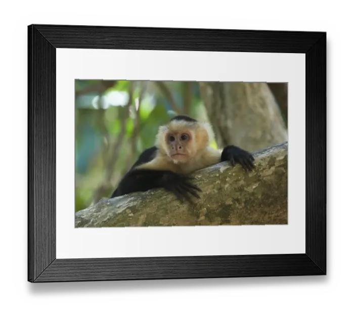 Framed Print : White-headed capuchin (Cebus capucinus)
