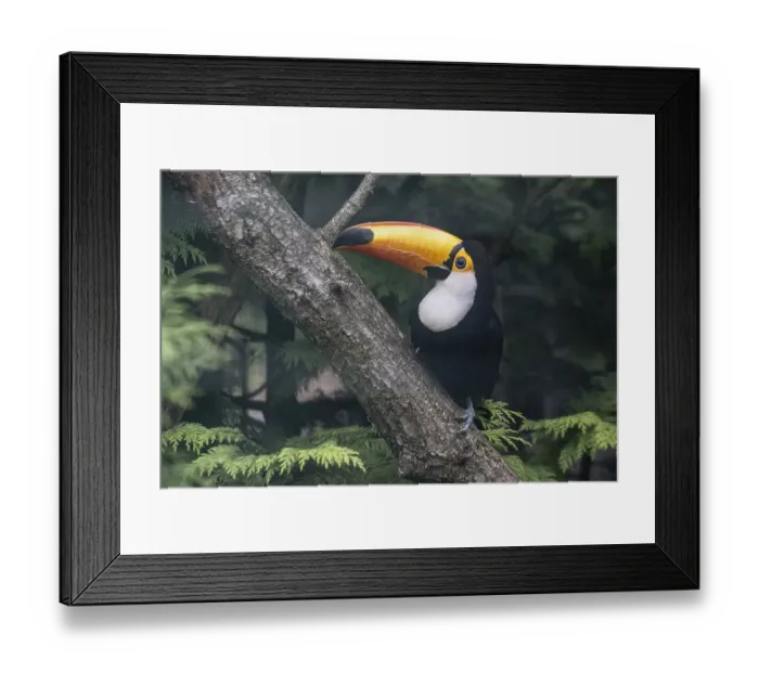 Framed Print : Toco toucan (Ramphastos toco), Vogelpark Walsrode