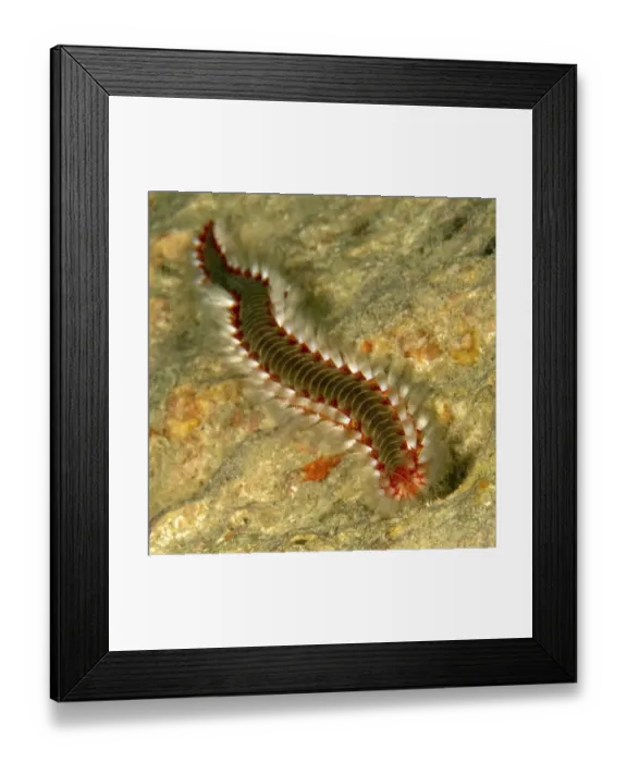Framed Print : Close-up of heavily nettled bearded fireworm (Hermodice carunculata)