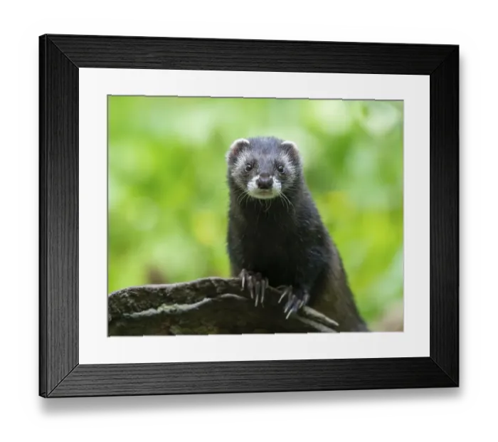Framed Print : European polecat (Mustela putorius) or wood tiger standing on an old log