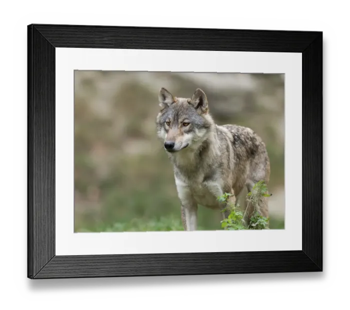 Framed Print : Gray wolf (Canis lupus) looking attentively