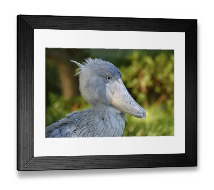 Framed Print : Shoebill (Balaeniceps rex), Occurrence in Africa