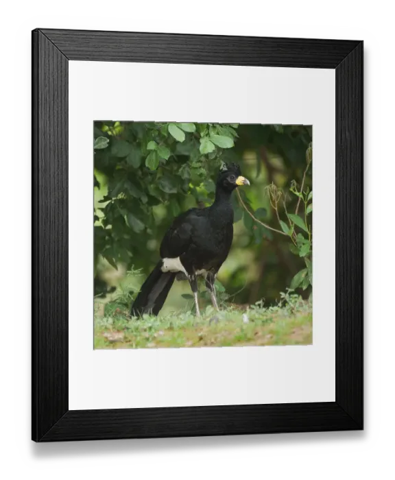 Framed Print : Bare-faced Curassow (Crax fasciolata) Framed Print : Bare-faced Curassow (Crax fasciolata)