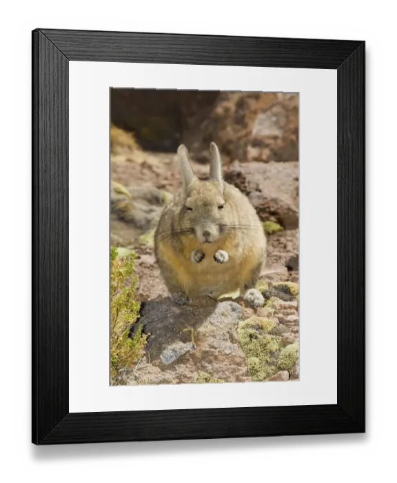Framed Print : Southern Viscacha or Mountain Viscacha (Lagidium viscacia) Framed Print : Southern Viscacha or Mountain Viscacha (Lagidium viscacia)